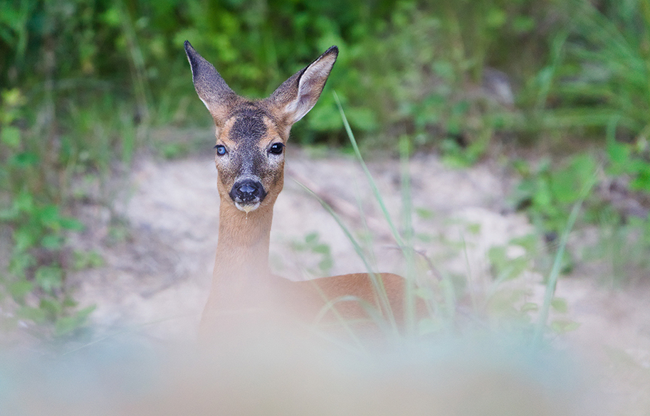 zombie-deer-prion-disease-main