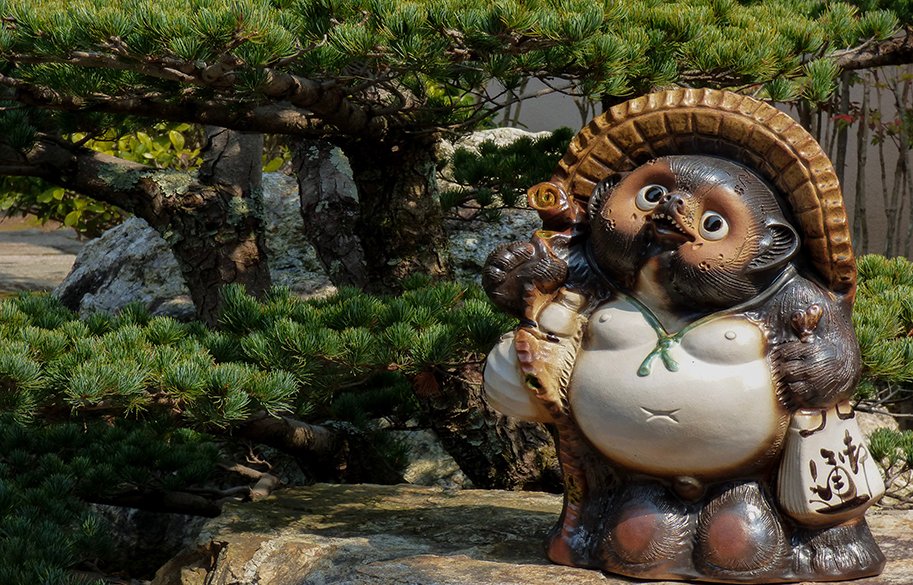Tanuki-real-animal-absurd-mythology