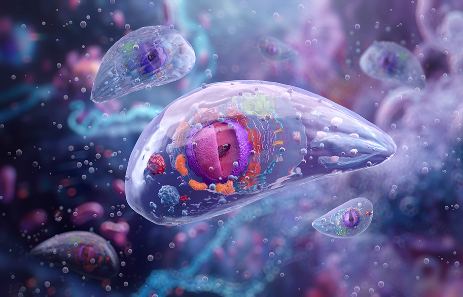 Toxoplasma-Gondii-main