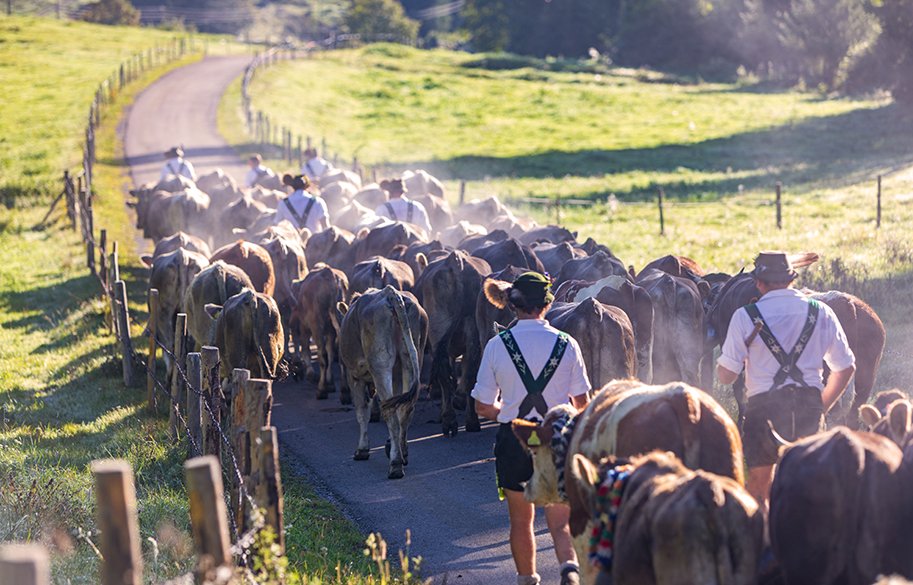 Almabtrieb-cows-main