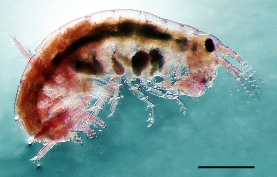 Amphipod-Superfamily-main