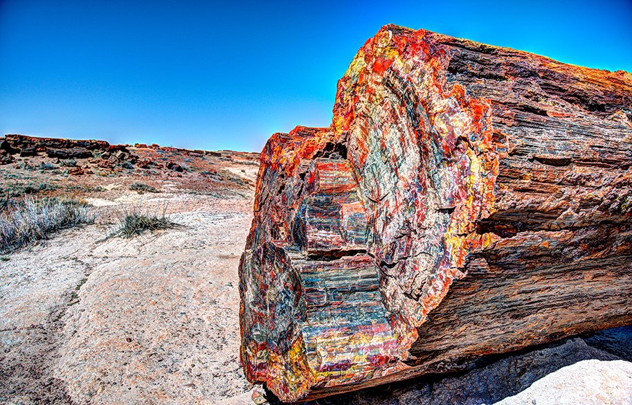 petrified-forest-arizona-main