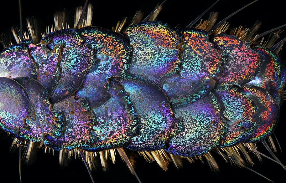 the-glitter-worm-copy