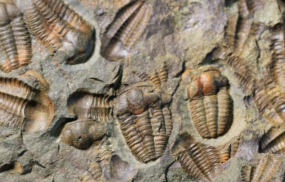 fossil-bed-fossil-fuel-bone-wars-main