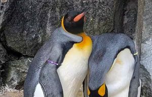nils-olav-iii-penguin-main copy