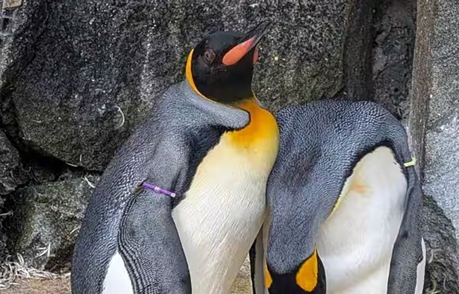 nils-olav-iii-penguin-main copy